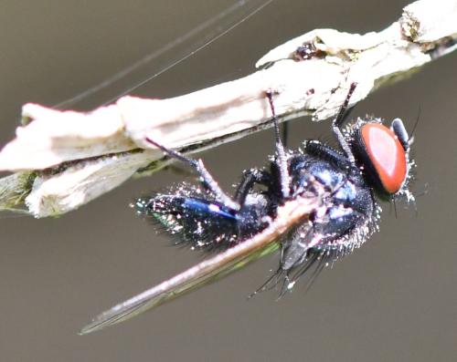 Silba fumosa